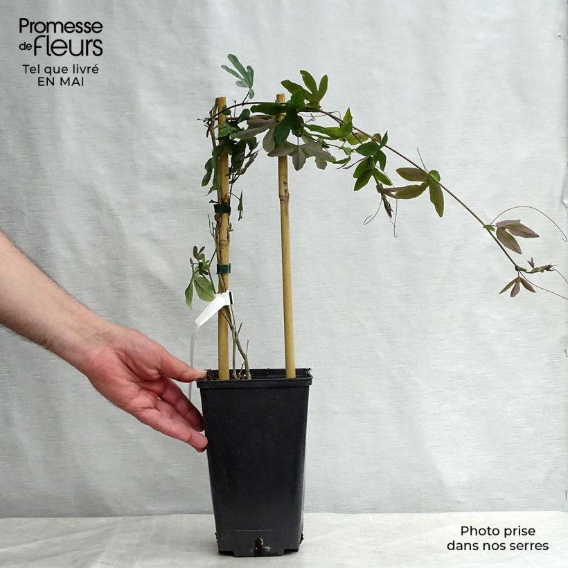 Example of Passiflore Purple Passion - Fleur de la Passion Pot de 2L/3L, Livré entre 80/100 cm as you get in printemps