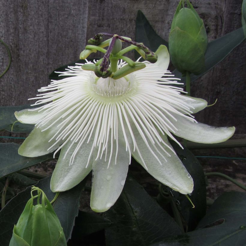 Passiflore Snow Queen - Fleur de la Passion (Flowering)