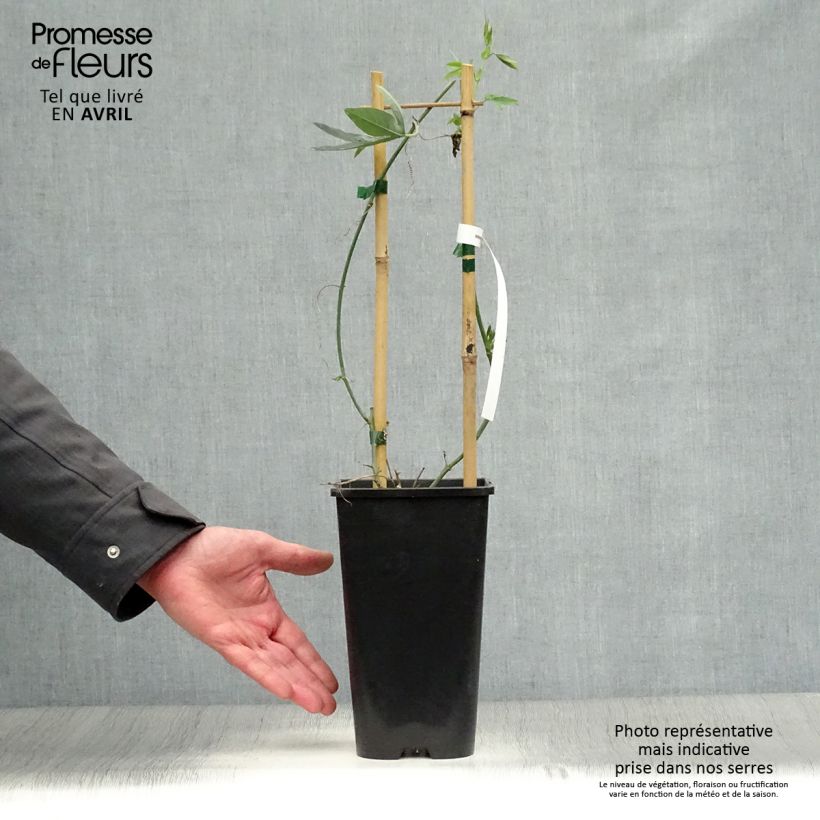 Example of Passiflore Snow Queen - Fleur de la Passion Pot de 2L/3L as you get in printemps