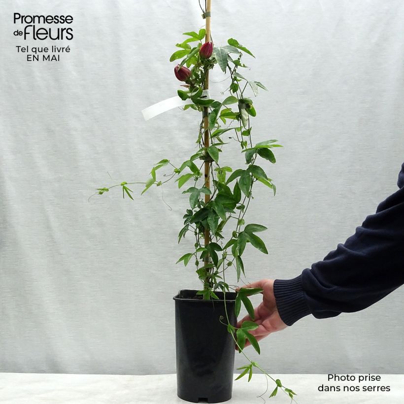 Example of Passiflore Victoria - Fleur de la Passion Pot de 2L/3L as you get in printemps