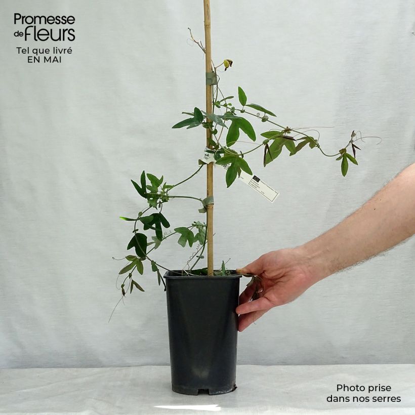 Spécimen de Passiflore Violacea (Amethyst, amethystina) Pot de 2L/3L tel que livré au printemps