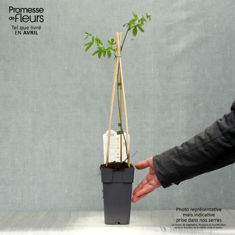 Example of Passiflore caerulea Constance Elliott - Fleur de la Passion blanche Pot de 2L/3L as you get in printemps