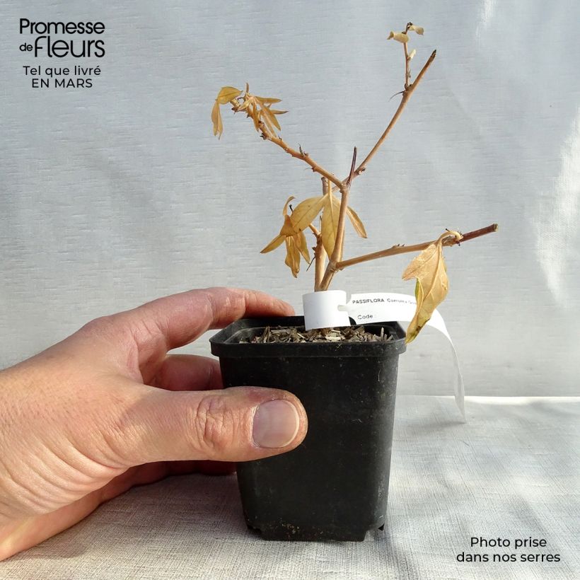 Example of Passiflore caerulea - Fleur de la Passion Godet de 8/9 cm as you get in printemps