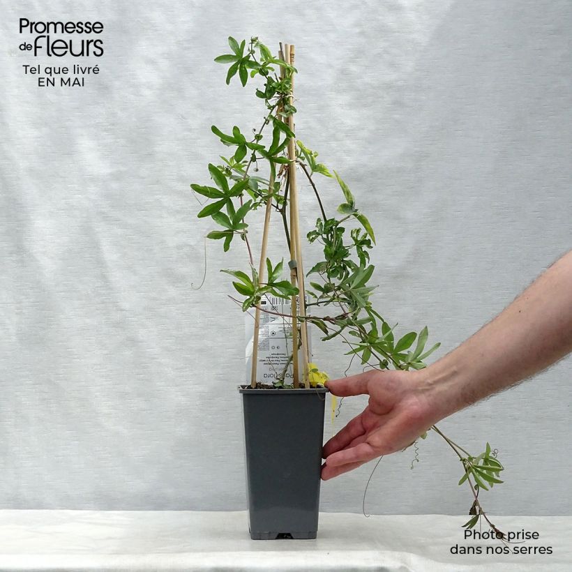 Example of Passiflore caerulea - Fleur de la Passion Pot de 2L/3L as you get in printemps