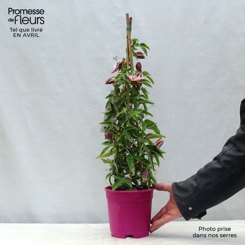 Spécimen de Passiflore caerulea x racemosa - Fleur de la Passion Pot de 2L/3L tel que livré au printemps