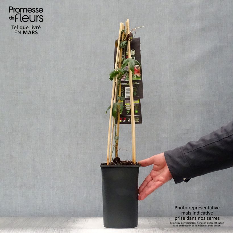 Example of Passiflore x Lavender Lady - Fleur de la Passion Pot de 2L/3L, Livré en hauteur 50/60cm as you get in printemps