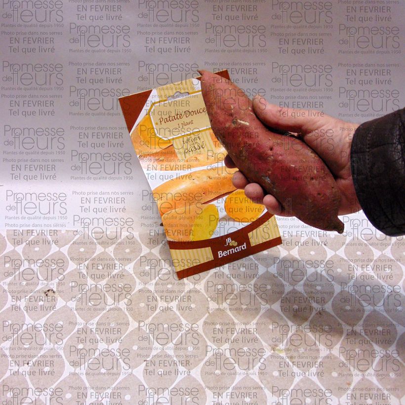 Example of Patate Douce (1 tubercule) - Ipomoea batatas Pièce as you get