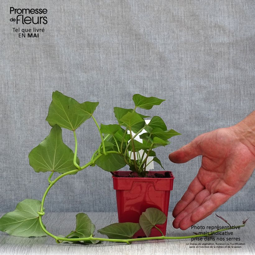 Example of Patate douce Beauregard en plants - Ipomoea batatas Pot de 10 cm/11cm as you get in printemps