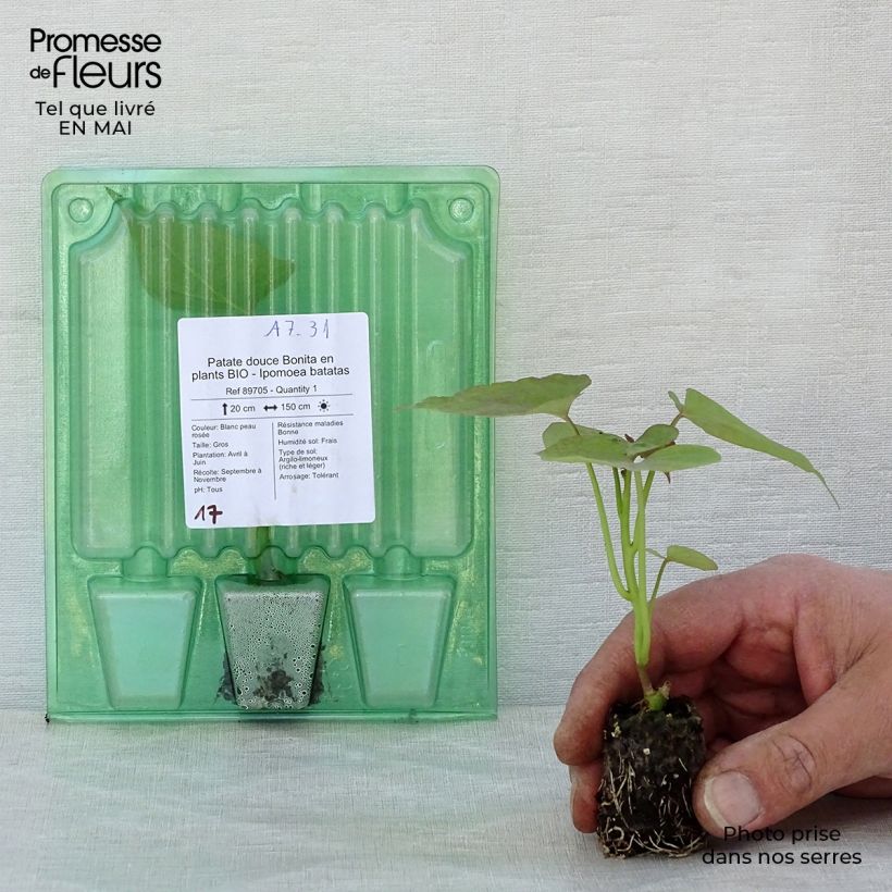 Example of Patate douce Bonita en plants BIO - Ipomoea batatas Mini-motte Ø 3/4 cm as you get in printemps