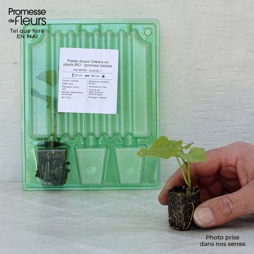 Example of Patate douce Orléans en plants BIO - Ipomoea batatas Mini-motte Ø 3/4 cm as you get in printemps