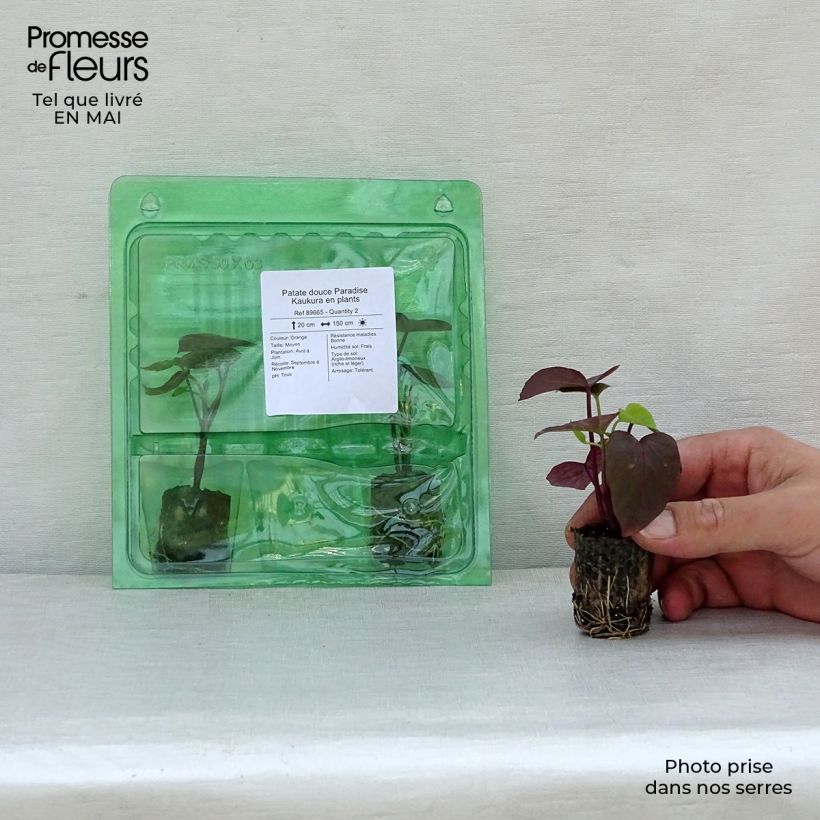 Example of Patate douce Paradise Kaukura en plants Mini-motte Ø 3/4 cm as you get in printemps