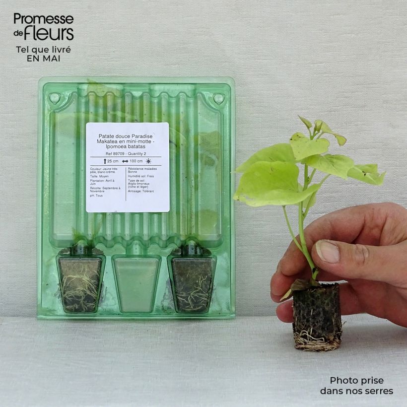 Spécimen de Patate douce Paradise Makatea en mini-motte - Ipomoea batatas Mini-motte Ø 3/4 cm tel que livré au printemps