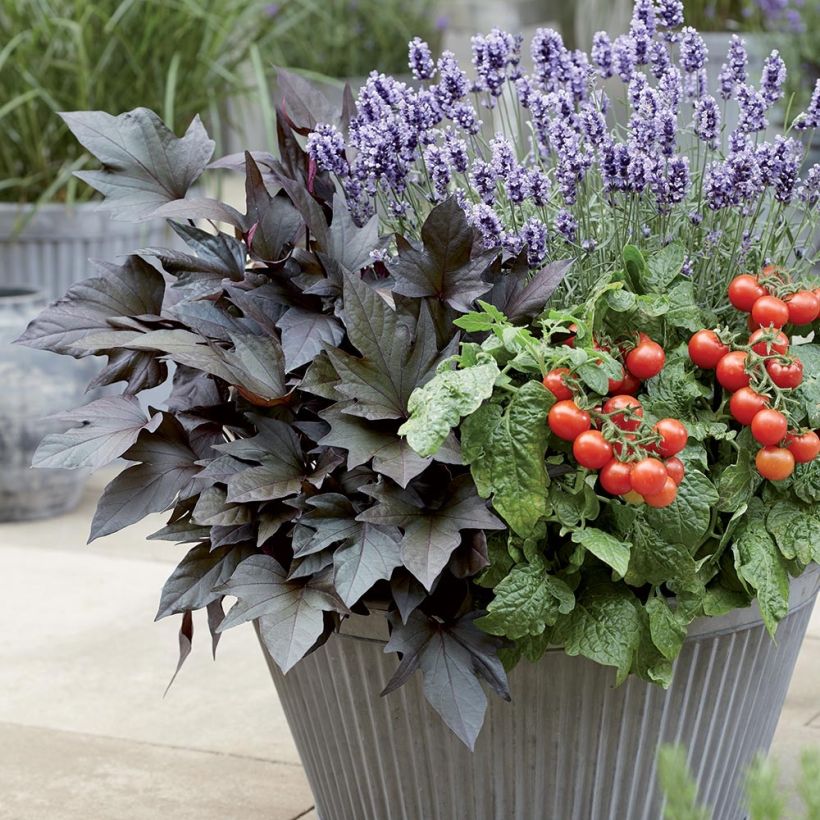 Patate douce Paradise Manihi en mini-motte - Ipomoea batatas (Plant habit)