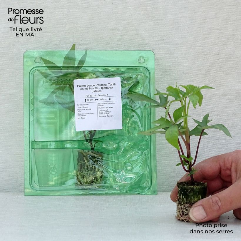 Example of Patate douce Paradise Tahiti en mini-motte - Ipomoea batatas Mini-motte Ø 3/4 cm as you get in printemps