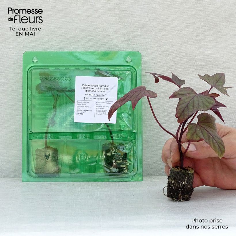 Spécimen de Patate douce Paradise Takatoto en mini-motte - Ipomoea batatas Mini-motte Ø 3/4 cm tel que livré au printemps