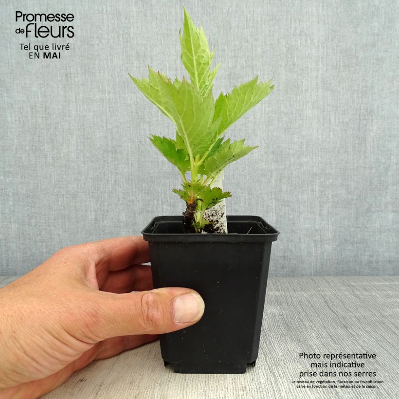 Example of Patrinia gibbosa Godet de 8/9 cm as you get in printemps