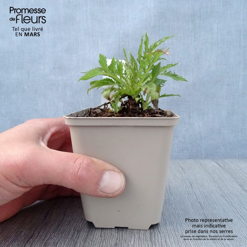 Example of Patrinia monandra Godet de 8/9 cm as you get in printemps
