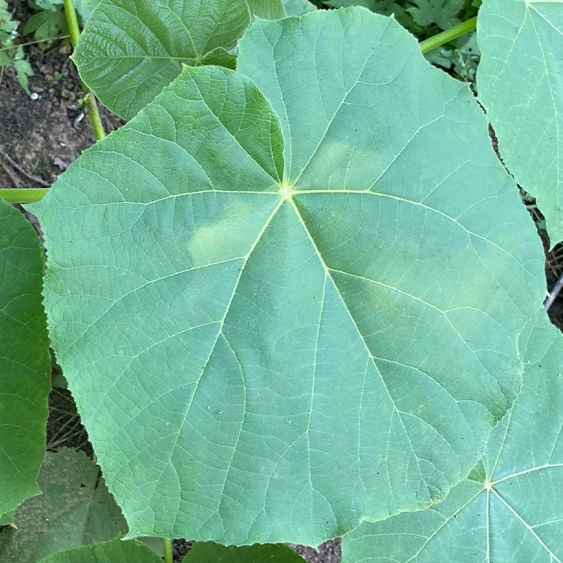 Paulownia fortunei April Light - Arbre du dragon (Foliage)