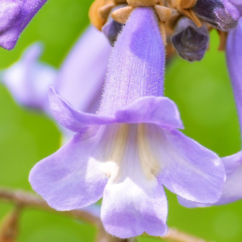 Paulownia fortunei April Light - Arbre du dragon (Flowering)