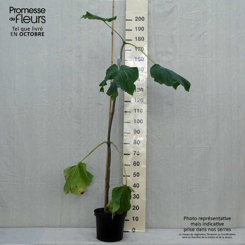 Spécimen de Paulownia fortunei Fast Blue Pot de 7,5L/10L tel que livré en automne