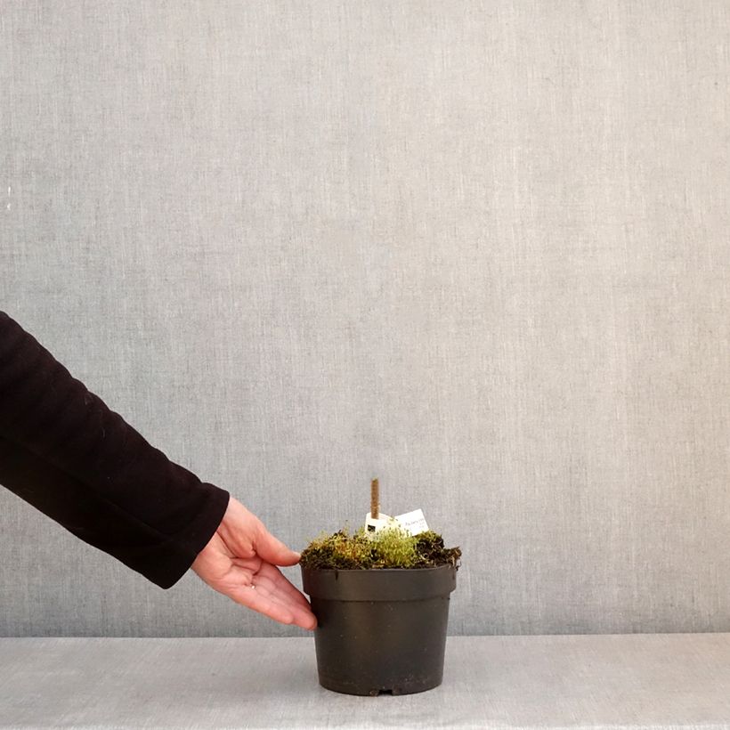 Example of Paulownia tomentosa - Arbre impérial Pot de 2L/3L as you get in printemps