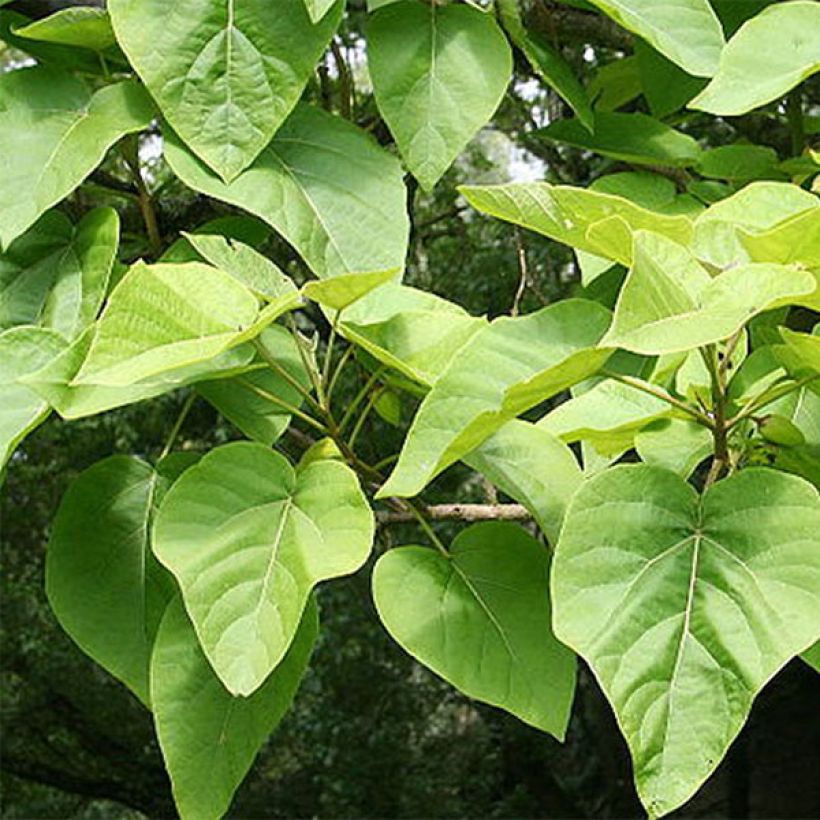 Paulownia tomentosa - Arbre impérial (Foliage)