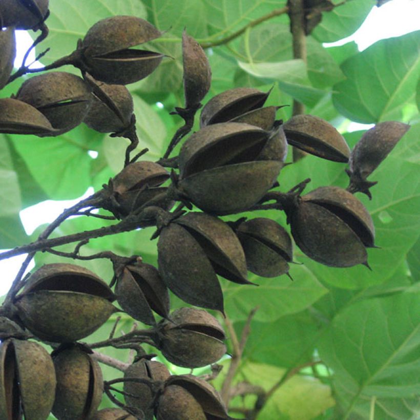 Paulownia tomentosa - Arbre impérial (Harvest)