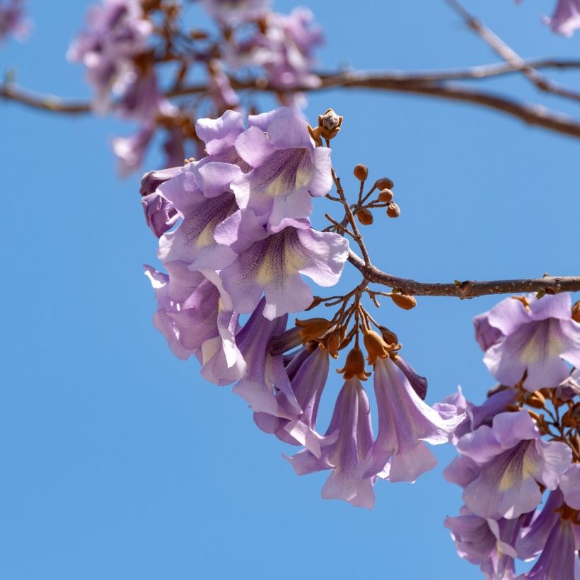 Graines de Paulownia tomentosa - Arbre impérial (Flowering)