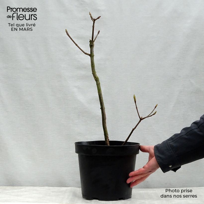 Example of Aesculus parviflora - Pavier blanc Pot de 7,5L/10L as you get in printemps