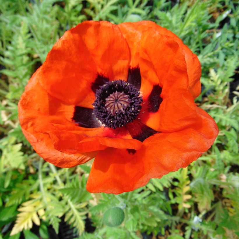 Pavot d'Orient Brilliant- Papaver orientale (Flowering)