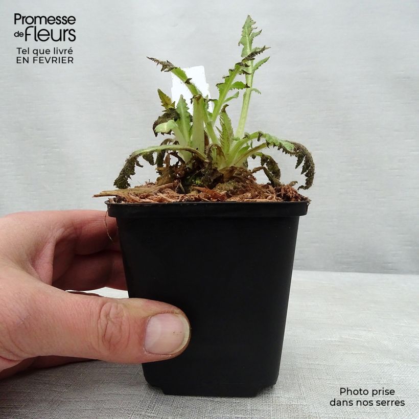 Spécimen de Pavot d'Orient Curlilocks - Papaver orientale Godet de 8/9 cm tel que livré en hiver