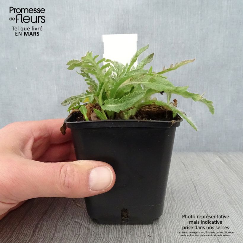 Example of Pavot d'Orient May Queen - Papaver orientale Godet de 8/9 cm as you get in printemps