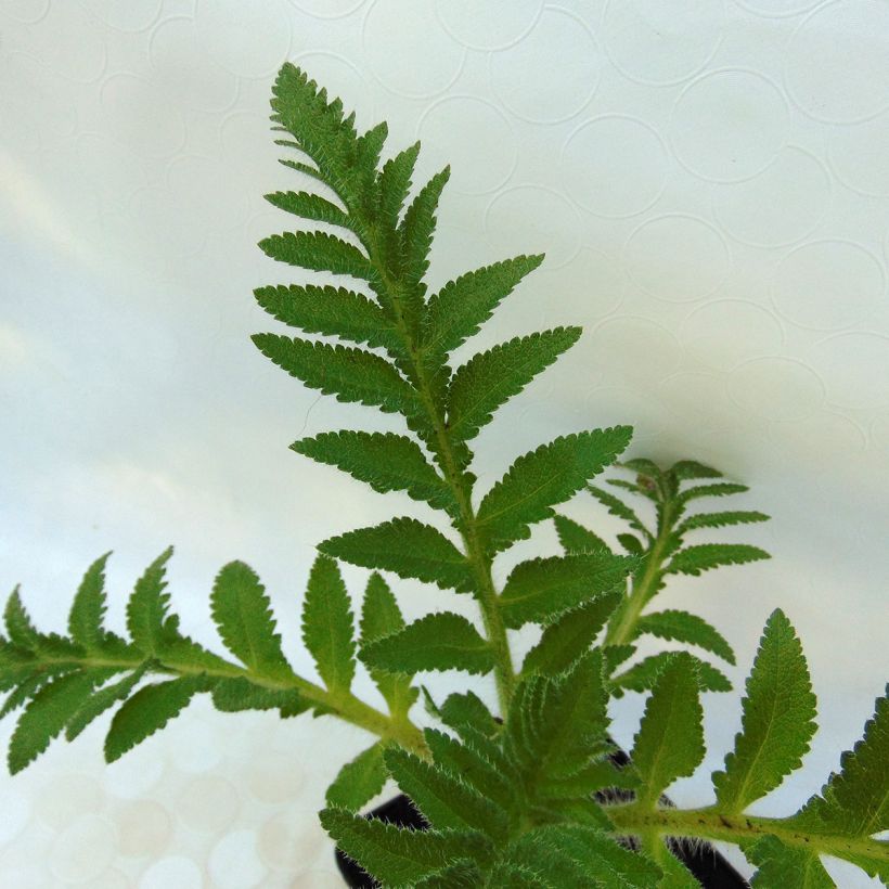 Pavot d'Orient Patty's Plum - Papaver orientale (Foliage)