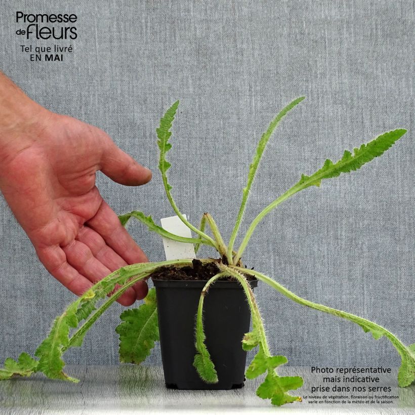 Spécimen de Pavot d'Orient Picotee - Papaver orientale Godet de 8/9 cm tel que livré au printemps