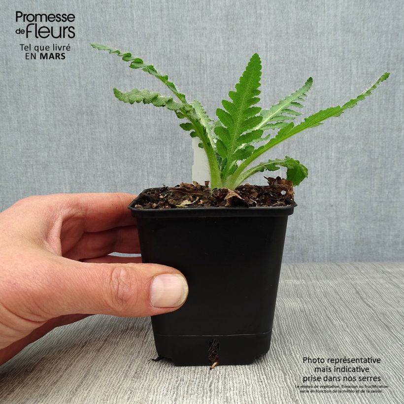 Example of Pavot d'Orient Royal Wedding - Papaver orientale Godet de 7/8 cm as you get in printemps