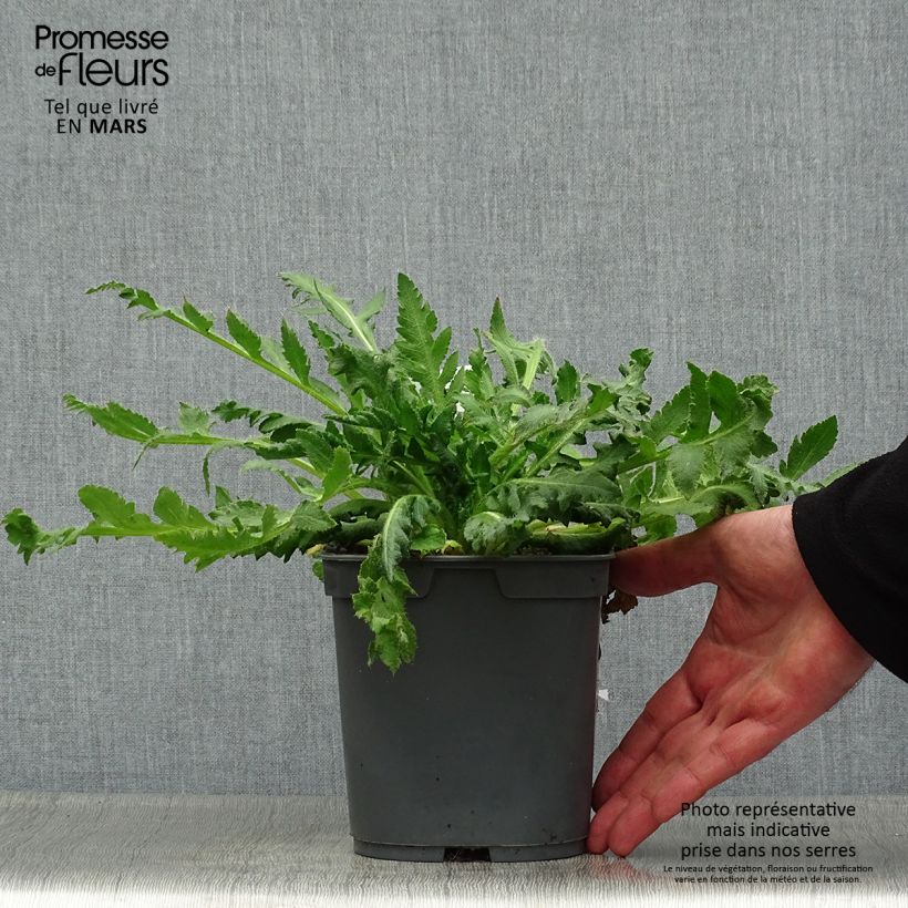 Example of Pavot d'Orient Royal Wedding - Papaver orientale Pot de 2L/3L as you get in printemps
