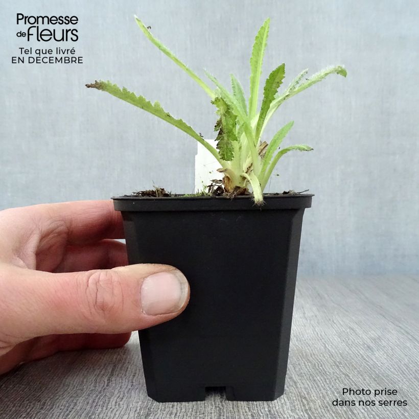 Example of Pavot d'Orient Türkenlouis - Papaver orientale Godet de 8/9 cm as you get in hiver