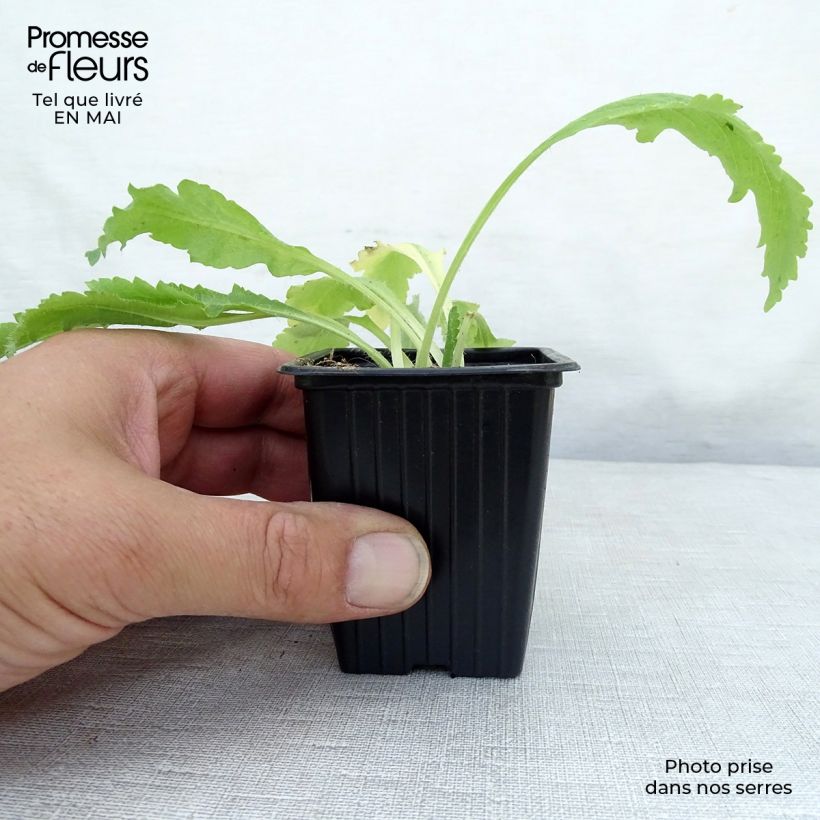 Spécimen de Pavot d'Orient rouge - Papaver orientale Allegro Godet de 7/8 cm tel que livré au printemps