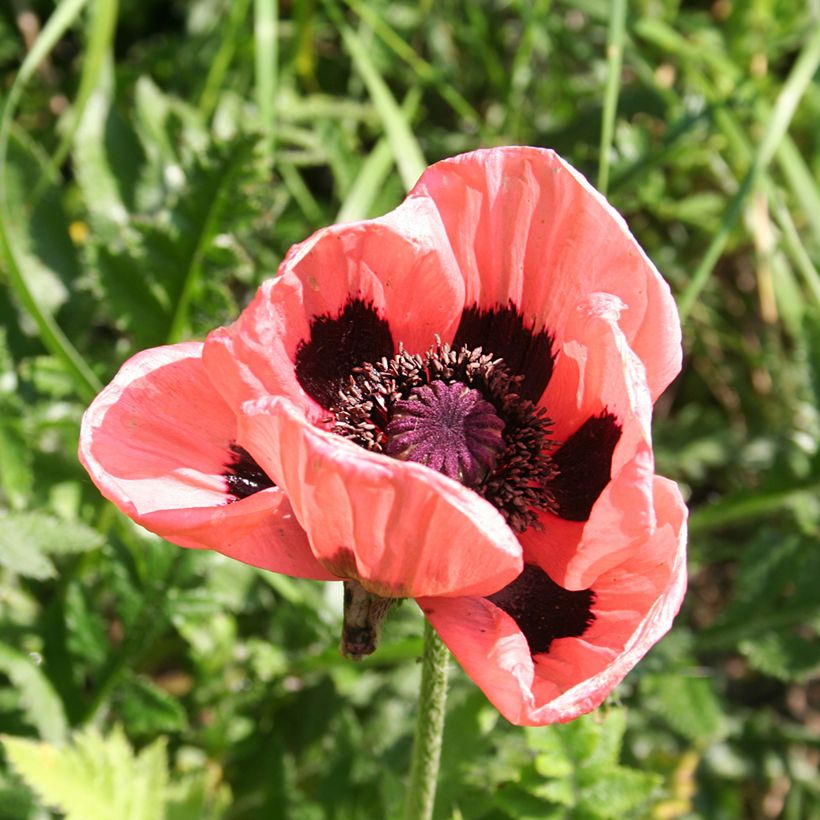 Pavot d'Orient Haremstraum - Papaver orientale (Floraison)