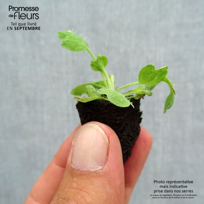 Example of Pavot d'Islande Bulles de Champagne en mélange Mini-motte Ø 3/4 cm, Plant vert de 3 à 5 cm de haut environ as you get in automne