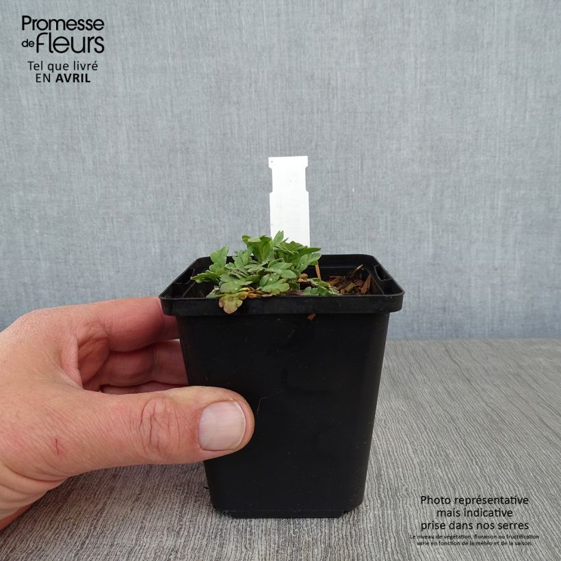 Example of Pavot d'Islande - Papaver nudicaule Champagne Bubbles Mix Godet de 8/9 cm as you get in printemps