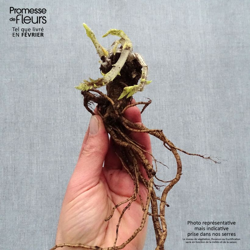 Spécimen de Pavot d'Orient Harlem - Papaver orientale Racines nues, Qualité premium tel que livré en hiver