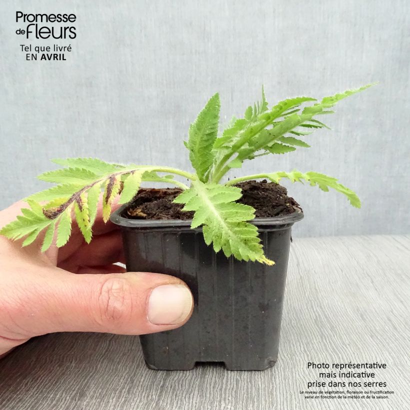 Spécimen de Pavot d'Orient Beauty of Livermere - Papaver orientale Godet de 7/8 cm tel que livré au printemps