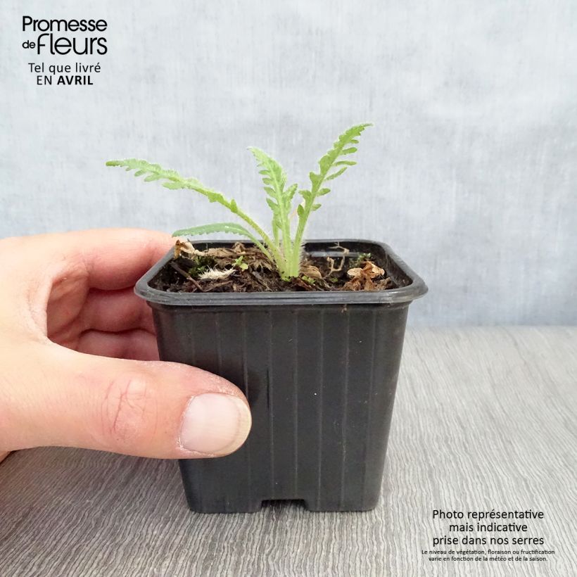 Example of Pavot d'Orient Brilliant- Papaver orientale Godet de 7/8 cm as you get in printemps