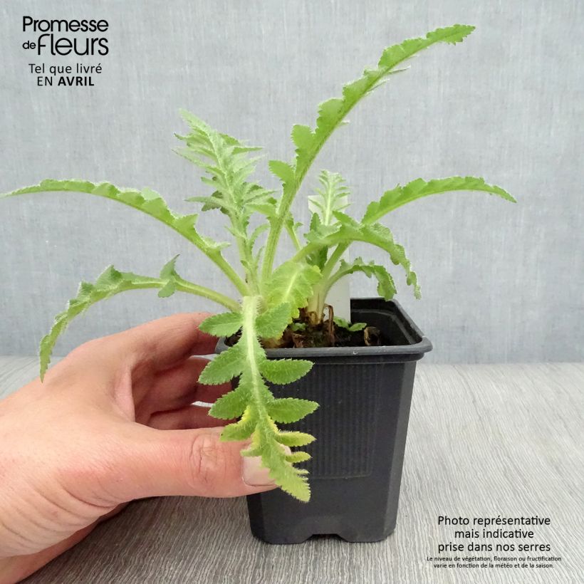 Example of Pavot d'Orient Patty's Plum - Papaver orientale Godet de 8/9 cm as you get in printemps