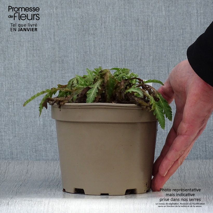 Example of Pavot d'Orient Patty's Plum - Papaver orientale Pot de 2L/3L as you get in hiver