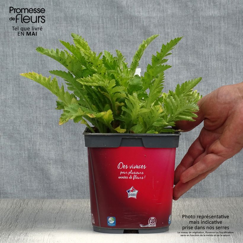 Spécimen de Pavot d'Orient rouge - Papaver orientale Allegro Pot de 2L/3L tel que livré au printemps