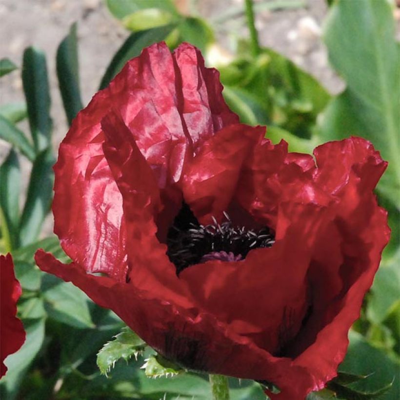 Pavot d'Orient Royal Chocolate Distinction - Papaver orientale (Flowering)