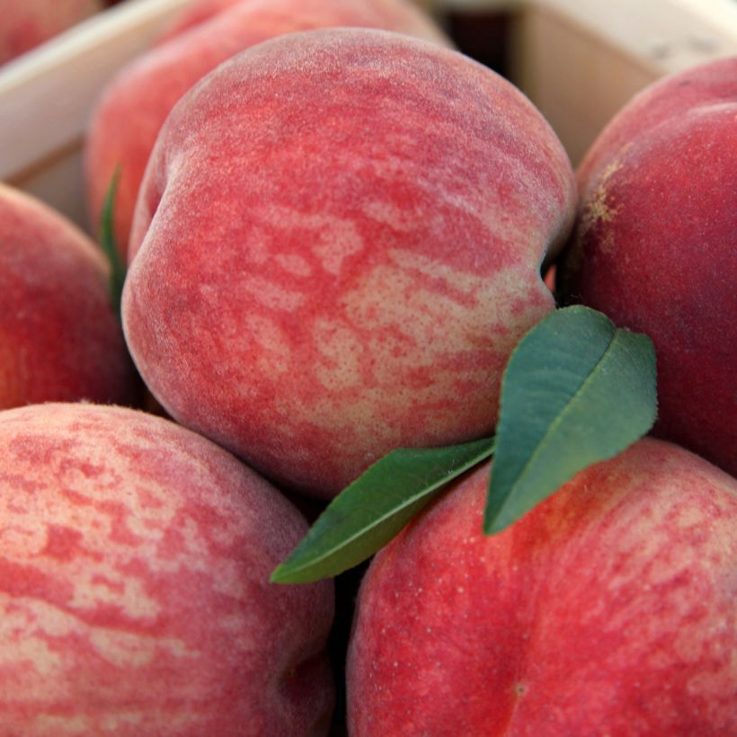 Pêcher Andromède - Prunus persica (Harvest)