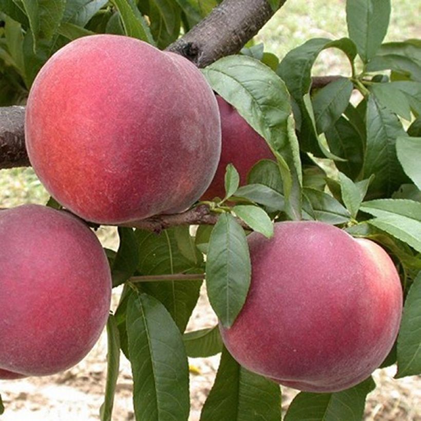 Pêcher Anita (Récolte)